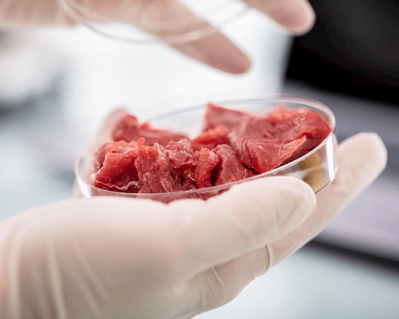 Viande in-vitro - Bim Magazine